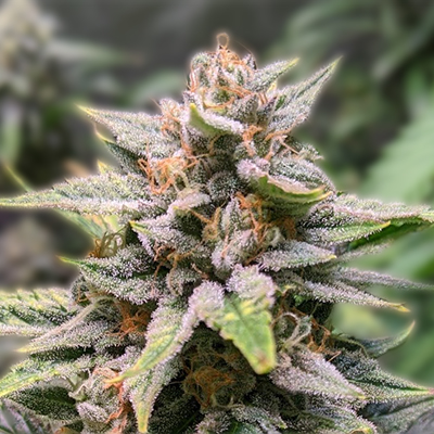 Exploring the Best Choices for Marijuana Seeds Florida Exploring the Best Choices for Marijuana Seeds Florida