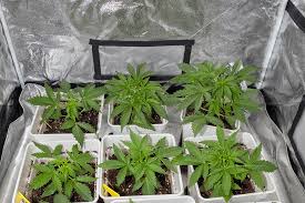 Exploring the Best Choices for Marijuana Seeds Florida Exploring the Best Choices for Marijuana Seeds Florida